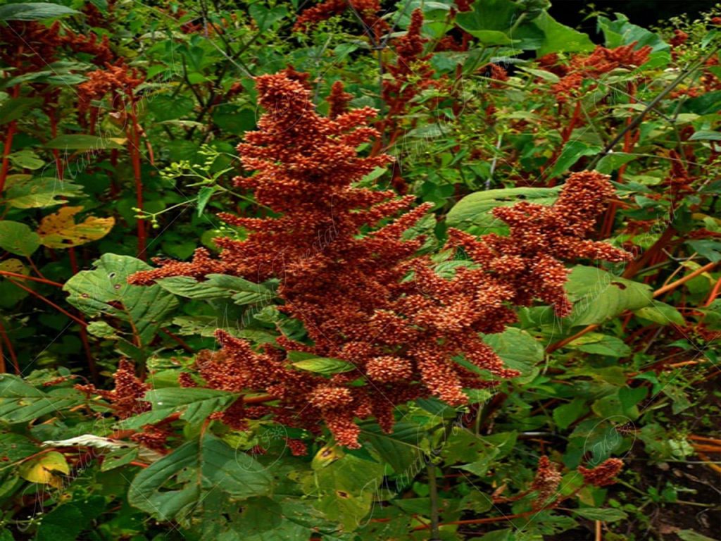 Amaranto-Amaranthus hypochondriacus