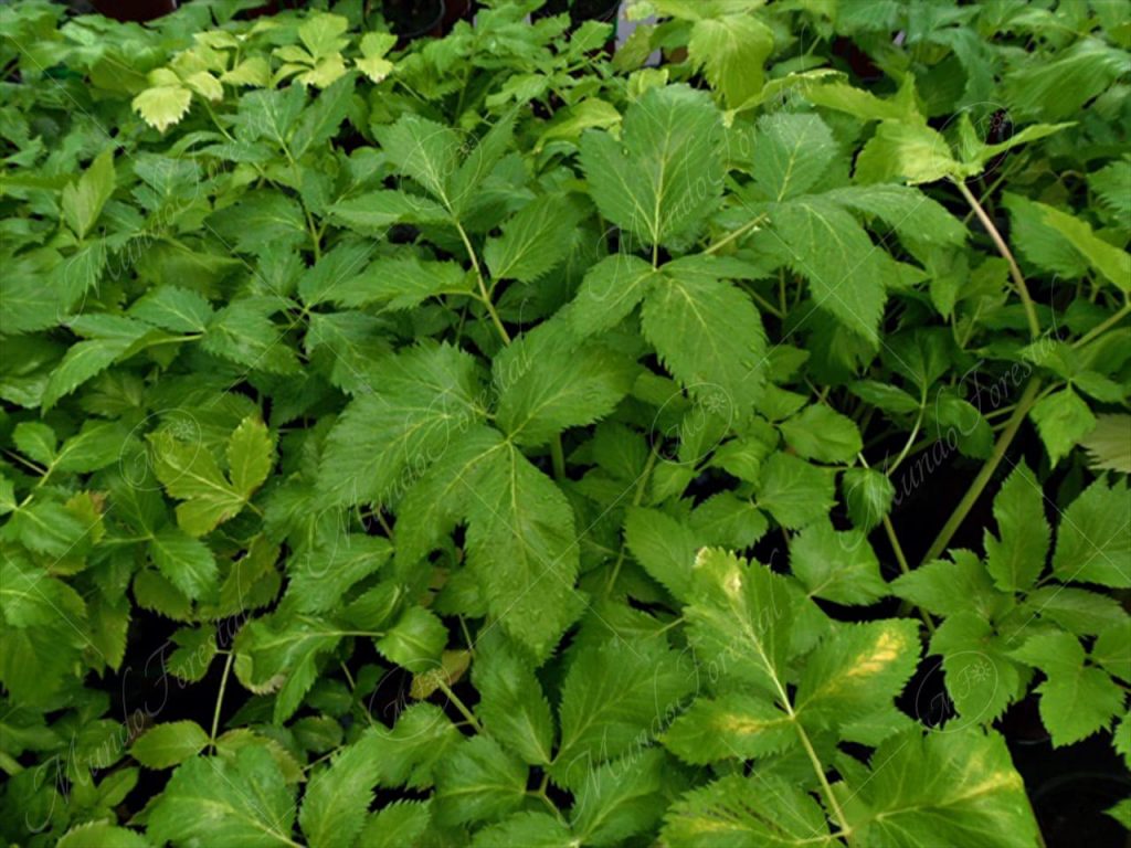 Angélica-Angelica archangelica