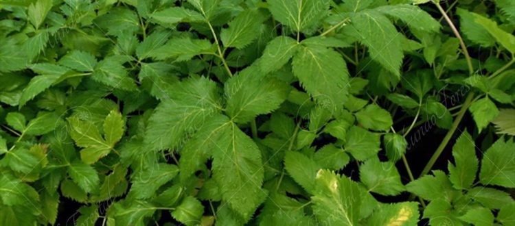 Angélica-Angelica archangelica