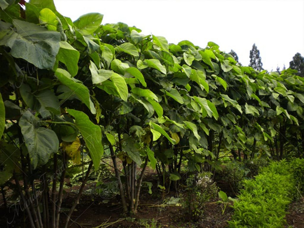 Anisillo-Piper auritum