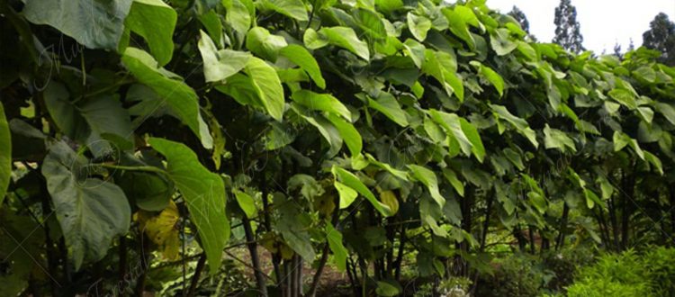 Anisillo-Piper auritum