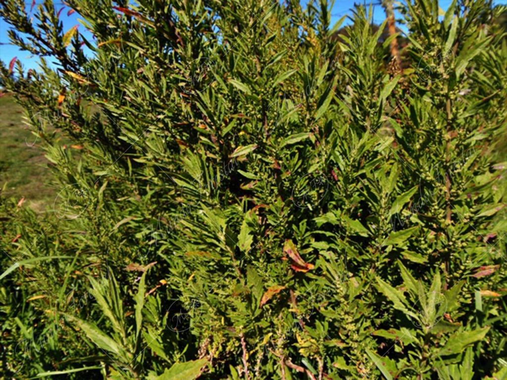 Apazote-Dysphania ambrosioides