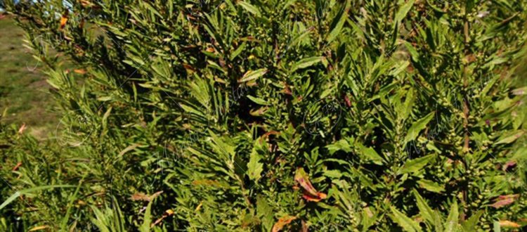 Apazote-Dysphania ambrosioides