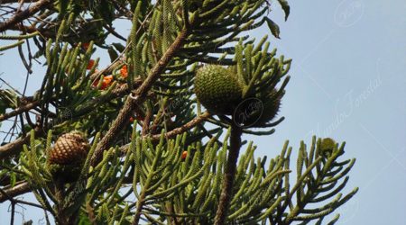 araucariacea araucariacea