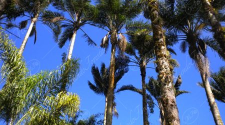 arecacea arecacea