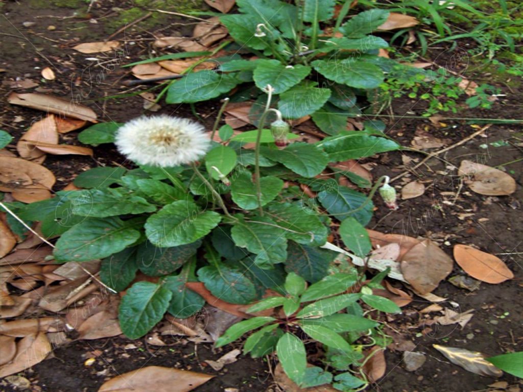 árnica-Chaptalia nutans