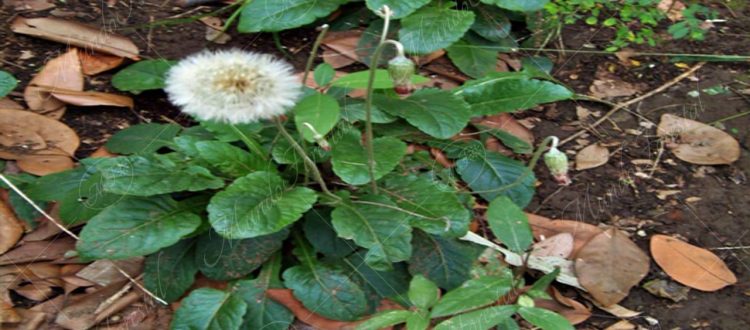 árnica-Chaptalia nutans