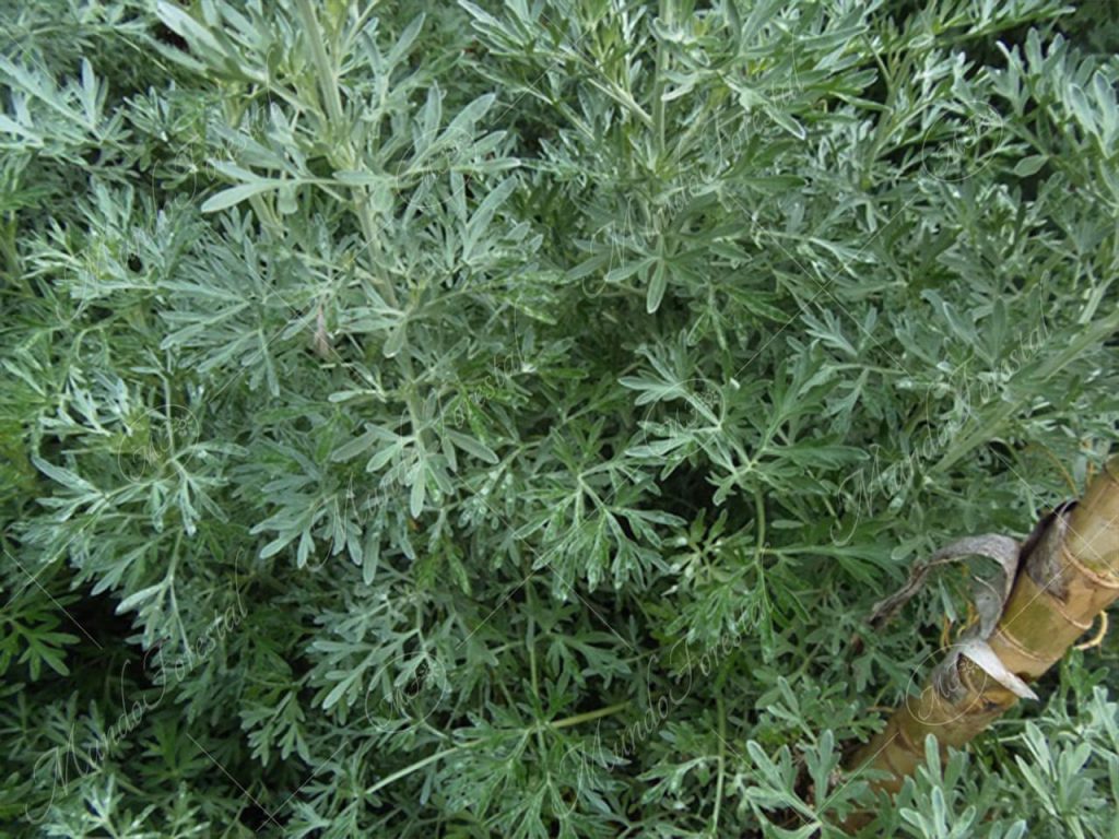 Artemisa-Artemisia absinthium