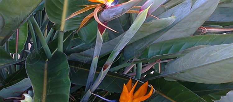 ave del paraíso - Strelitzia reginae -