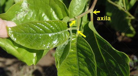 axila axila