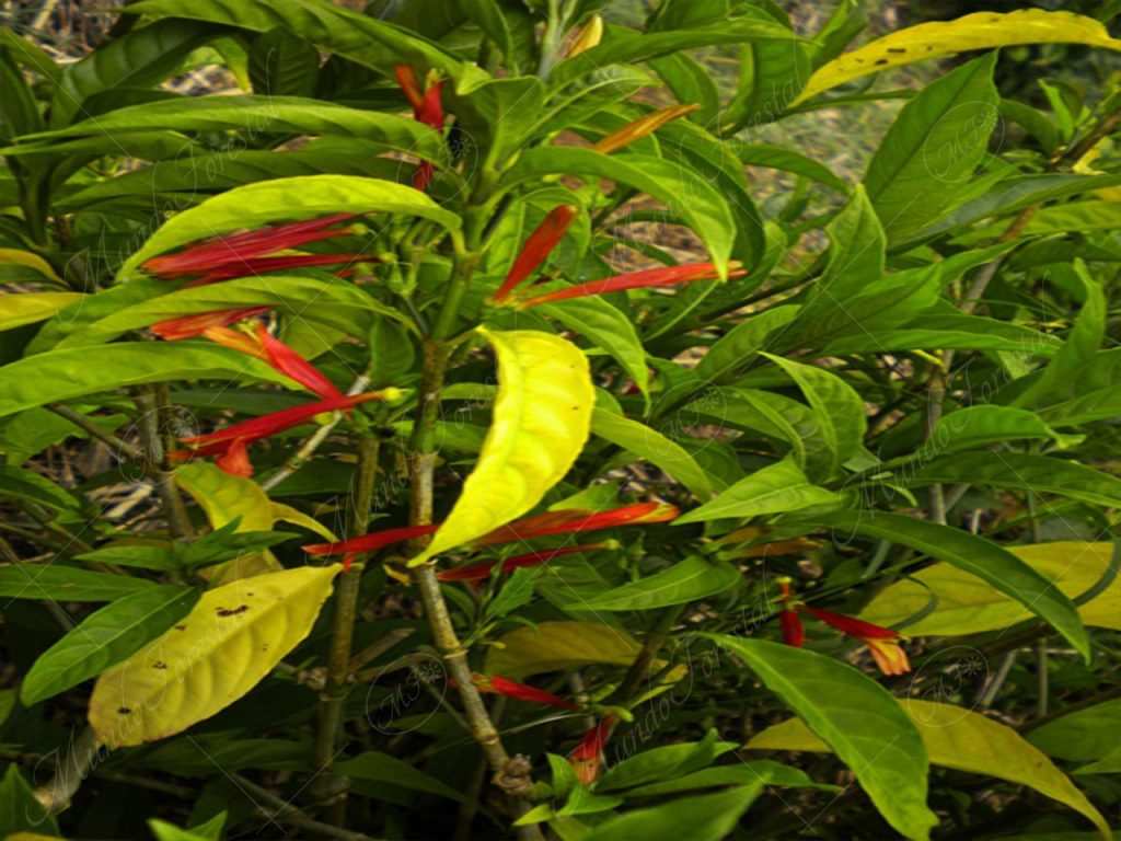 Azul de mata- Justicia tinctoria