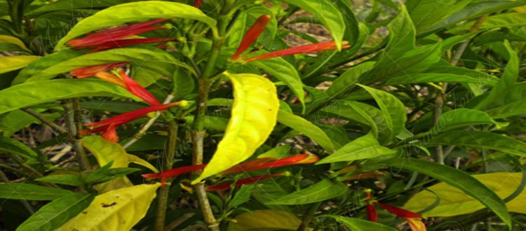 Azul de mata- Justicia tinctoria