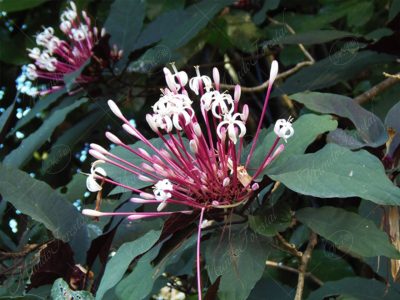 Bengala - Clerodendrum quadriloculare