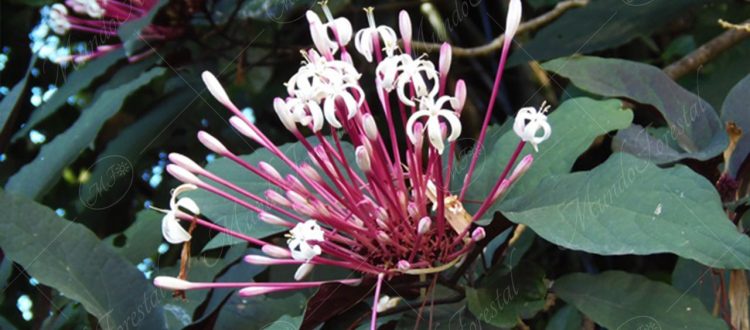 Bengala - Clerodendrum quadriloculare