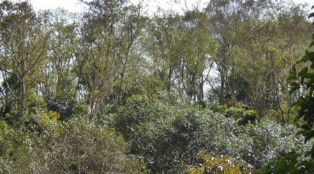 betulacea betulacea
