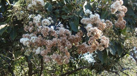 boraginacea boraginacea