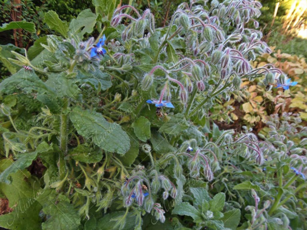 borraja-Borago officinalis
