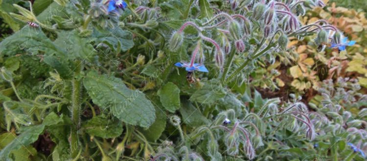 borraja-Borago officinalis