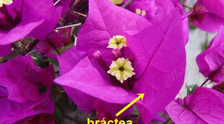 bractea bractea