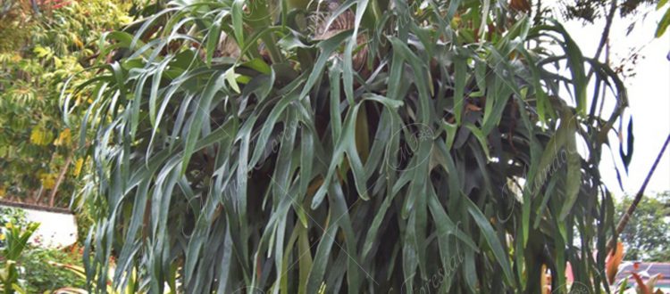 Cacho de alce - Platycerium alcicorne -