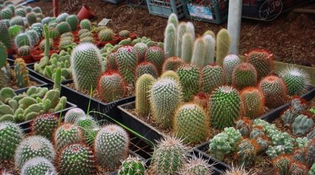 cactaceas cactaceas