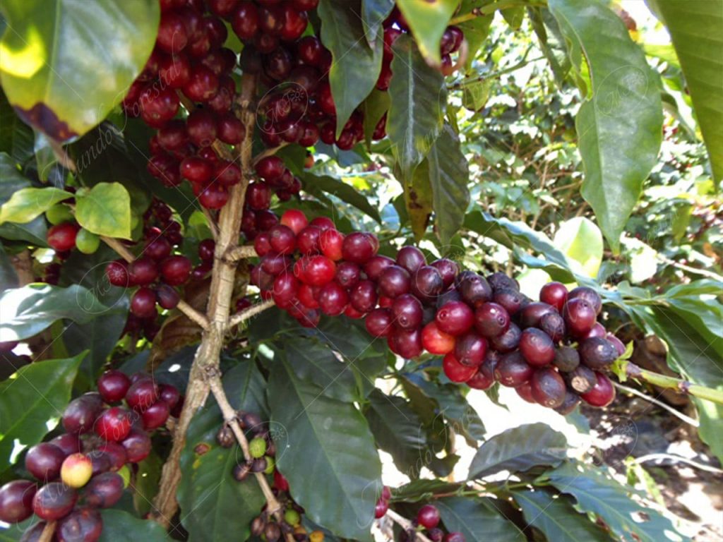 Café-Coffea arabica