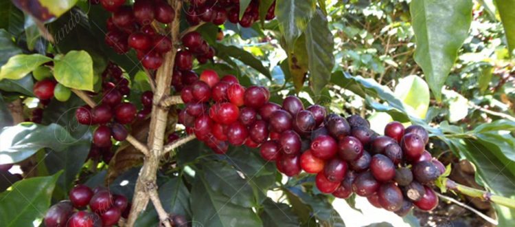 Café-Coffea arabica