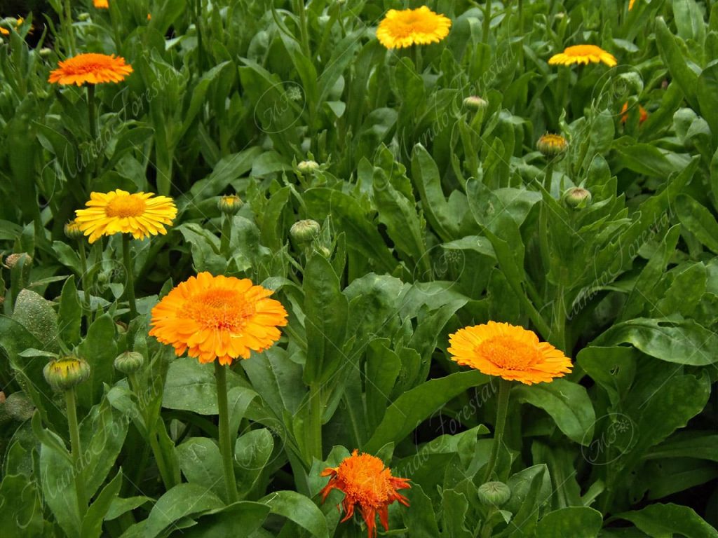 Caléndula - Calendula officinalis