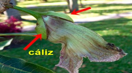 caliz caliz