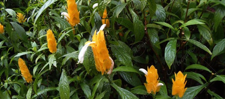 Camarón amarillo - Pachystachys lutea -