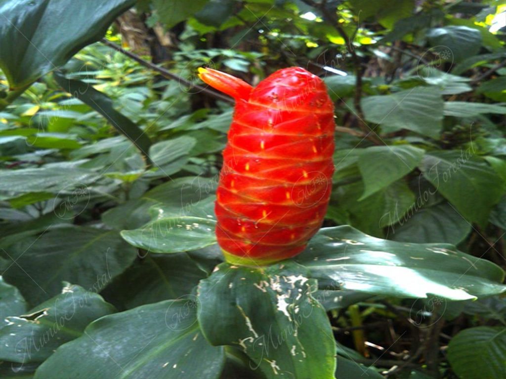 Caña agria-Costus spicatus