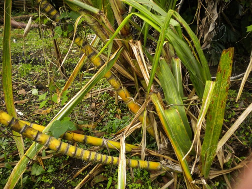Caña de azúcar-Saccharum officinarum