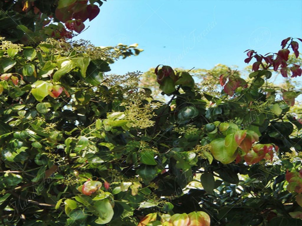 Canela-Cinnamomum verum