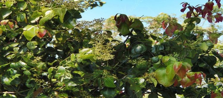 Canela-Cinnamomum verum