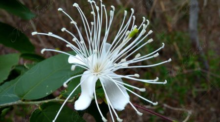 caparacea caparacea