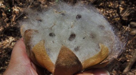 capsula capsula