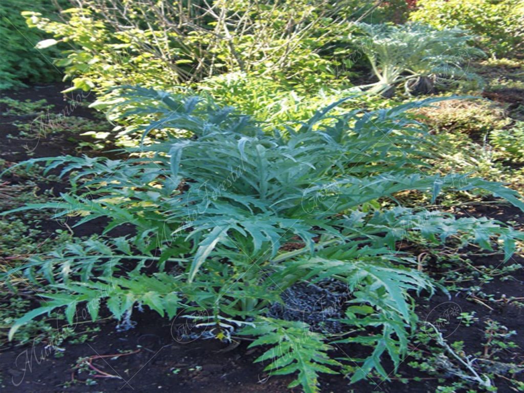 Cardo -Cynara cardunculus