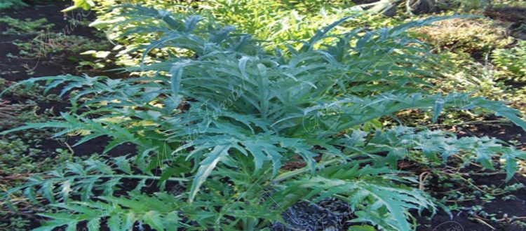 Cardo -Cynara cardunculus