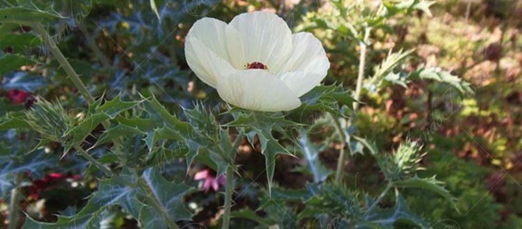 Flor de cardosanto