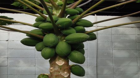 caricacea caricacea