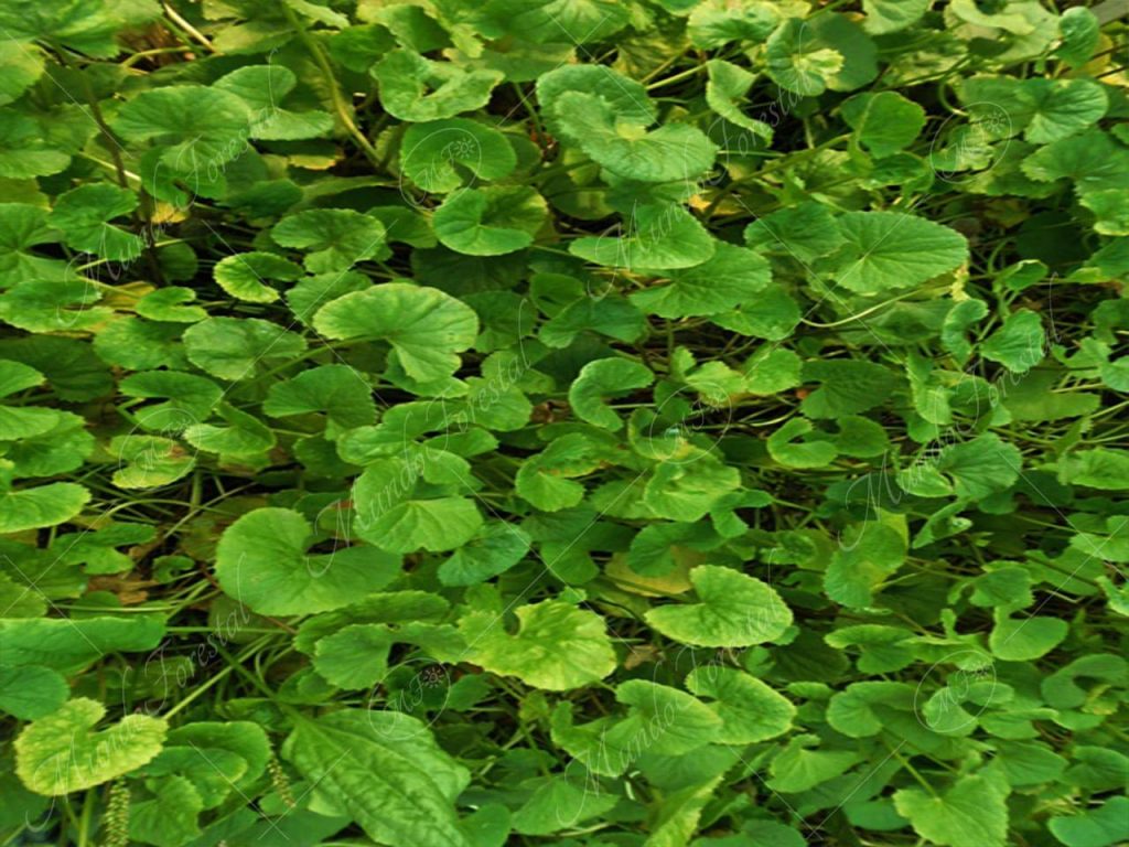 Centella - Centella asiatica
