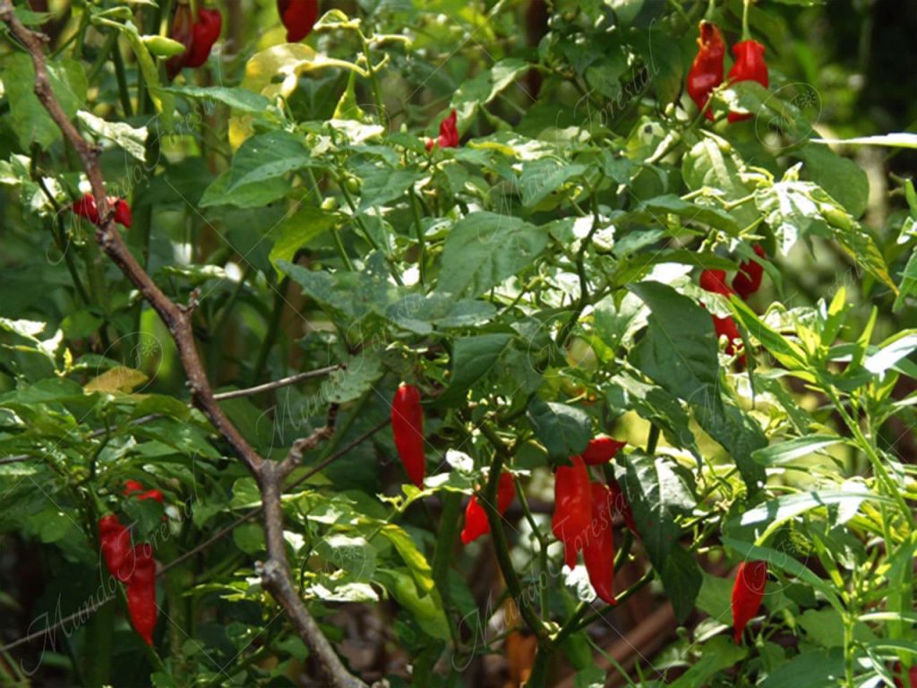 Chile picante-Capsicum spp