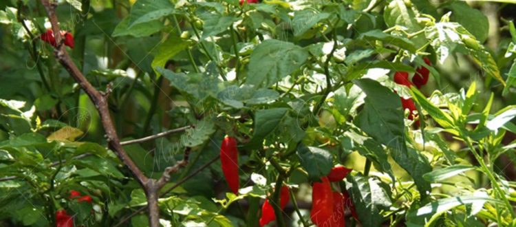 Chile picante-Capsicum spp