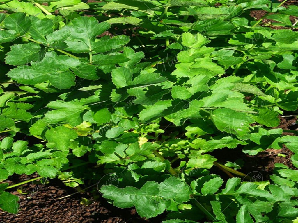 Chirivía-Pastinaca sativa -