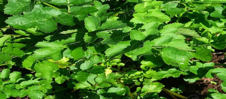 Chirivía-Pastinaca sativa -