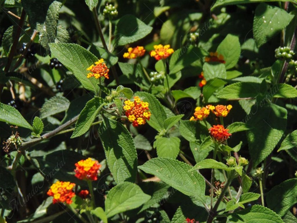 cinco negritos-Lantana camara