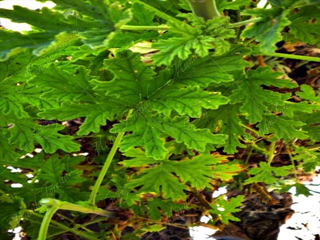 Malvarrosa o citrogeranio - Pelargonium citrosum -Mundo Forestal