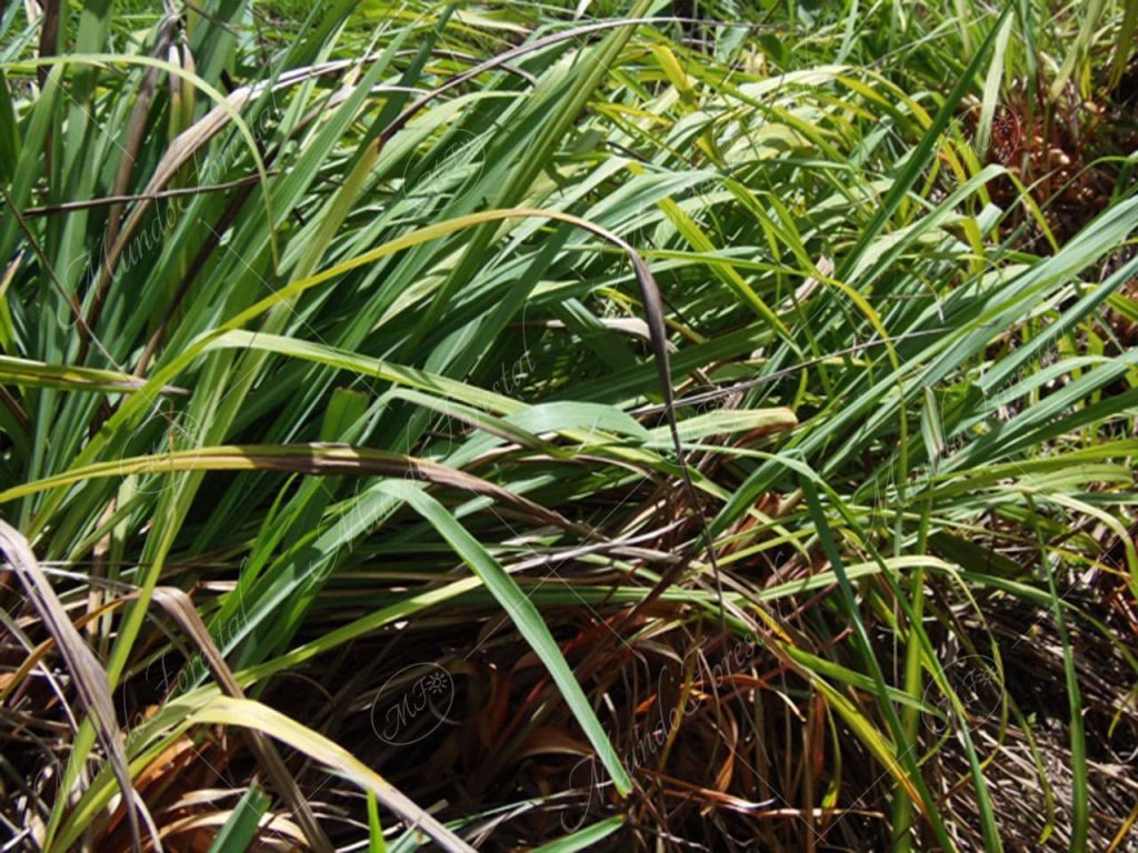 Citronela-Cymbopogon winterianus -