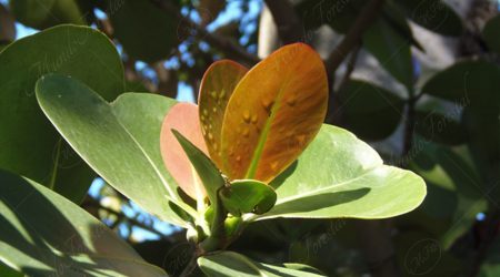 clusiacea clusiacea