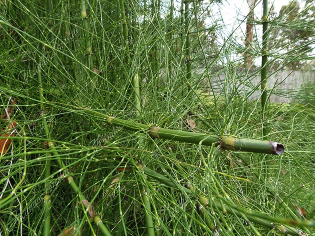 Cola de caballo-Equisetum bogotense